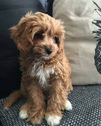 Apricot Cavapoo Puppy Cute Puppies Cute Baby Animals Cavapoo Puppies