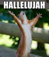 Hallelujah Squirrel Happy Squirrel Animals Cute Animals