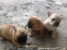 We did not find results for: Red Fawn French Bulldog Puppies Akc For Sale In Grants Pass Oregon Classified Americanlisted Com