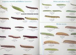 A Guide To The Caterpillars Of The Butterflies Of Britain