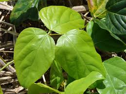 Image result for Canavalia cathartica