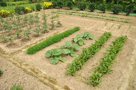 Plant 6 or 7 seeds per hill and thin to the 3 strongest seedlings when the plants are 3 inches high. Vegetable Crop Yields Plants Per Person And Crop Spacing Harvest To Table