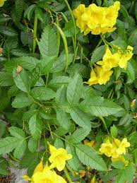 Tecoma Stans Yellow Flowering Bush Organic Plants Flowering Bushes