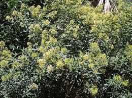Image result for Cestrum parqui