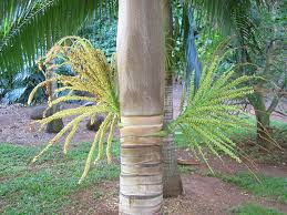 Image result for Dicoma galpinii