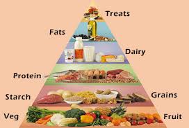 Image result for food pyramid