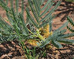 Image result for Elephantorrhiza