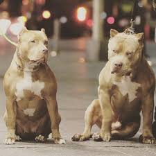 Pin By Jack On Best Dog Breeds In 2020 Pitbull Terrier Dogs Pitbull Dog