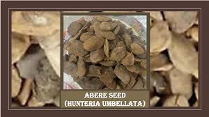 Image result for Hunteria umbellata