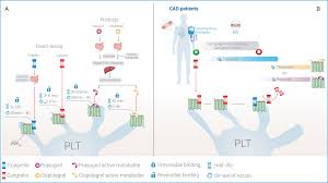 Image result for Cangrelor