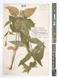 Image result for Vincetoxicum stenolobum