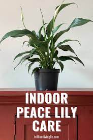 Peace Lily Easy To Grow Indoors Trillium Living Peace Lily Care Easy Care Indoor Plants Peace Lily