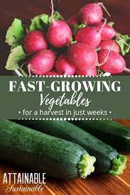 If you have piles of garbage near your zucchini plant, be sure to remove these right away. 12 Fast Growing Vegetables For Your Backyard Garden