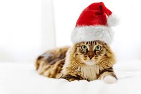 And don't forget names inspired by winter. 175 Cute Christmas Cat Names For Your Winter Kitten We Re All About Pets
