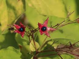 Image result for Clerodendrum abilioi