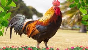 Check spelling or type a new query. 4 Arti Mimpi Ayam Jago Atau Ayam Jantan Cintalia Com