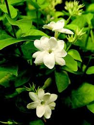 I love to grow scented flowers that i can cut and bring indoors! 16 Of The Best Smelling Houseplants Fragrant Plant Plants House Plants