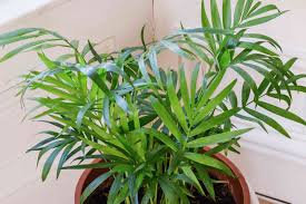 We did not find results for: Parlor Palm Plant Care Growing Guide