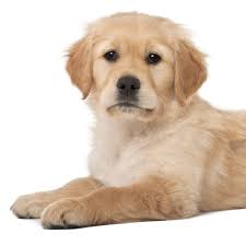 Petland Florida
