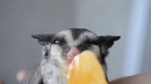This Sugar Glider Is Living Every Food Lover S Dream