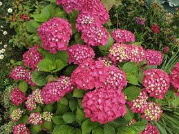 Bei den links zu amazon handelt es sich um affiliate links. Gartenhortensie Wikipedia