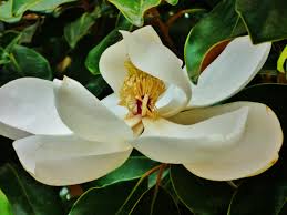We did not find results for: Southern Magnolia Tree Facts In Deep South Landscapes Dengarden
