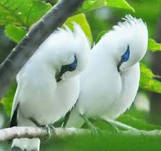 A Pair Of Sleeping Bali Mynahs
