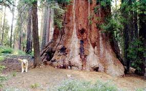 Review the dog friendly sequoia national park hotel list below to find the. Doggin America S Big Trees Hike With Your Dog