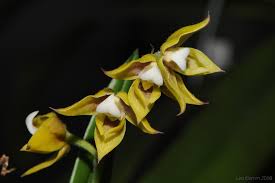 Image result for Polystachya malilaensis