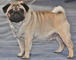 Pug Wikipedia