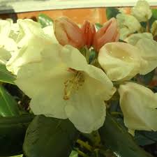Rhododendron Inkarho Flava Rhododendron Hardy Plants Yellow Flowers
