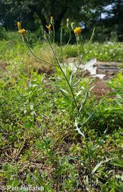 Image result for Crepis urundica