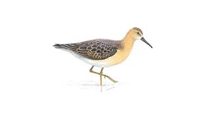Ruff is an extension of a starched frill, worn round the neck. Ruff Bird Facts Philomachus Pugnax The Rspb