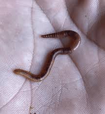 Image result for Red Wigglers