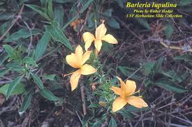 Image result for Barleria rigida