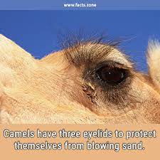 Two of the eyelids have eye lashes which help protect their eyes from sand. Camels Have Three Eyelids To Protect Facts Zone