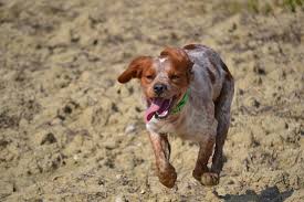 6607 kennel of champion located in serbia ✈️ shipping dogs worldwide www.facebook.com/epagneulbretonteamdelcrepo. Epagneul Breton Jagd Kostenloses Foto Auf Pixabay
