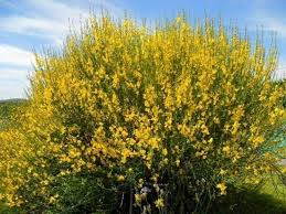 Ginestră — ginéstră, ginestre, s.f. La Ginestra Fiori Piante La Ginestra