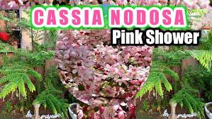 Image result for Cassia nodosa