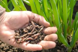 In protected culture conditions (no predators, ideal conditions) individuals of allolobophora longa have been kept up to 10 1/4 years, eisenia foetida for 4½ years and lumbricus terrestris for 6 years. Outdoor Vermicomposting Tips Where Do I Get Earthworms For Garden
