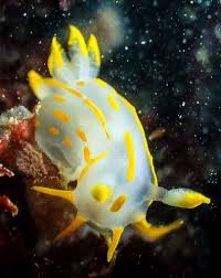 Image result for Eulalia polyneura