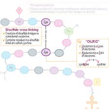 Methionine Oxidation And Repair. Methionine, Whether In Proteins Or As... |  Download Scientific Diagram
