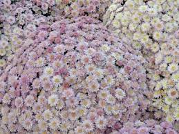 Proflowers.com has been visited by 10k+ users in the past month Types Of Mums Hgtv