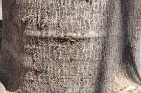 Image result for Kirkia