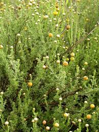 Image result for Pentzia