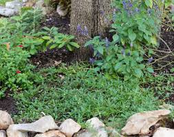 Maybe you would like to learn more about one of these? Frog Fruit My Favorite Native Ground Cover Native Backyards