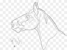 © 2021 cliparts.co all rights reserved. Mustang Art Drawing Gray Wolf Sketch Mustang Horse Angle White Png Pngwing