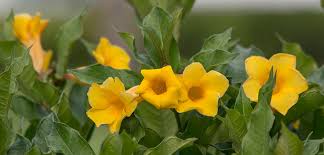 Image result for Allamanda