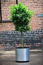 Image result for Ficus tesselata
