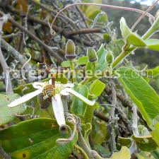 Image result for Grewia mildbraedii